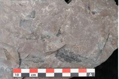 Foto (Detailansicht) von Pecopteris sp.  (NHMW-GEO-2024-0188-11220)